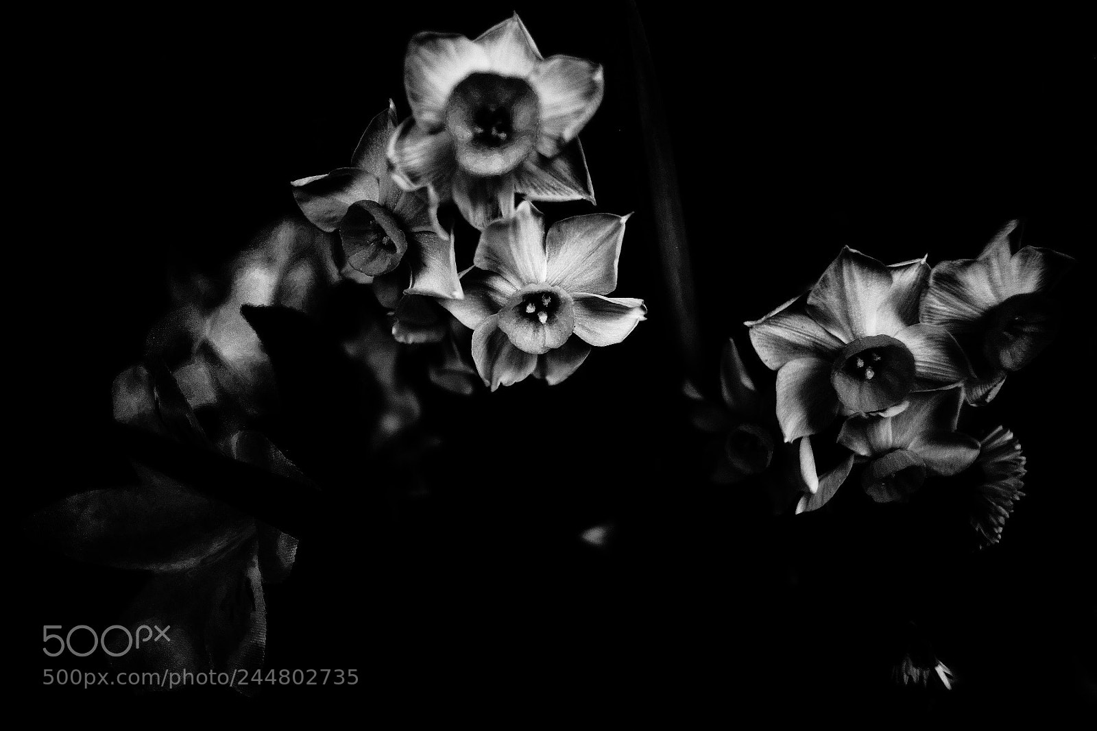 Sony Alpha DSLR-A900 sample photo. Bwslk photography