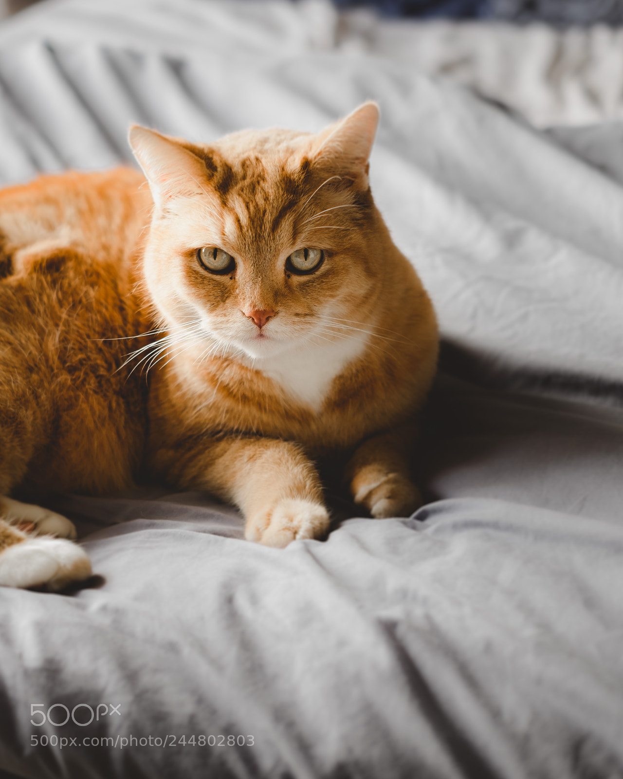 Fujifilm X-T10 sample photo. Ginger cat on a photography