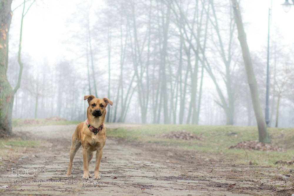 Canon EOS 1200D (EOS Rebel T5 / EOS Kiss X70 / EOS Hi) sample photo. Foggy walk photography
