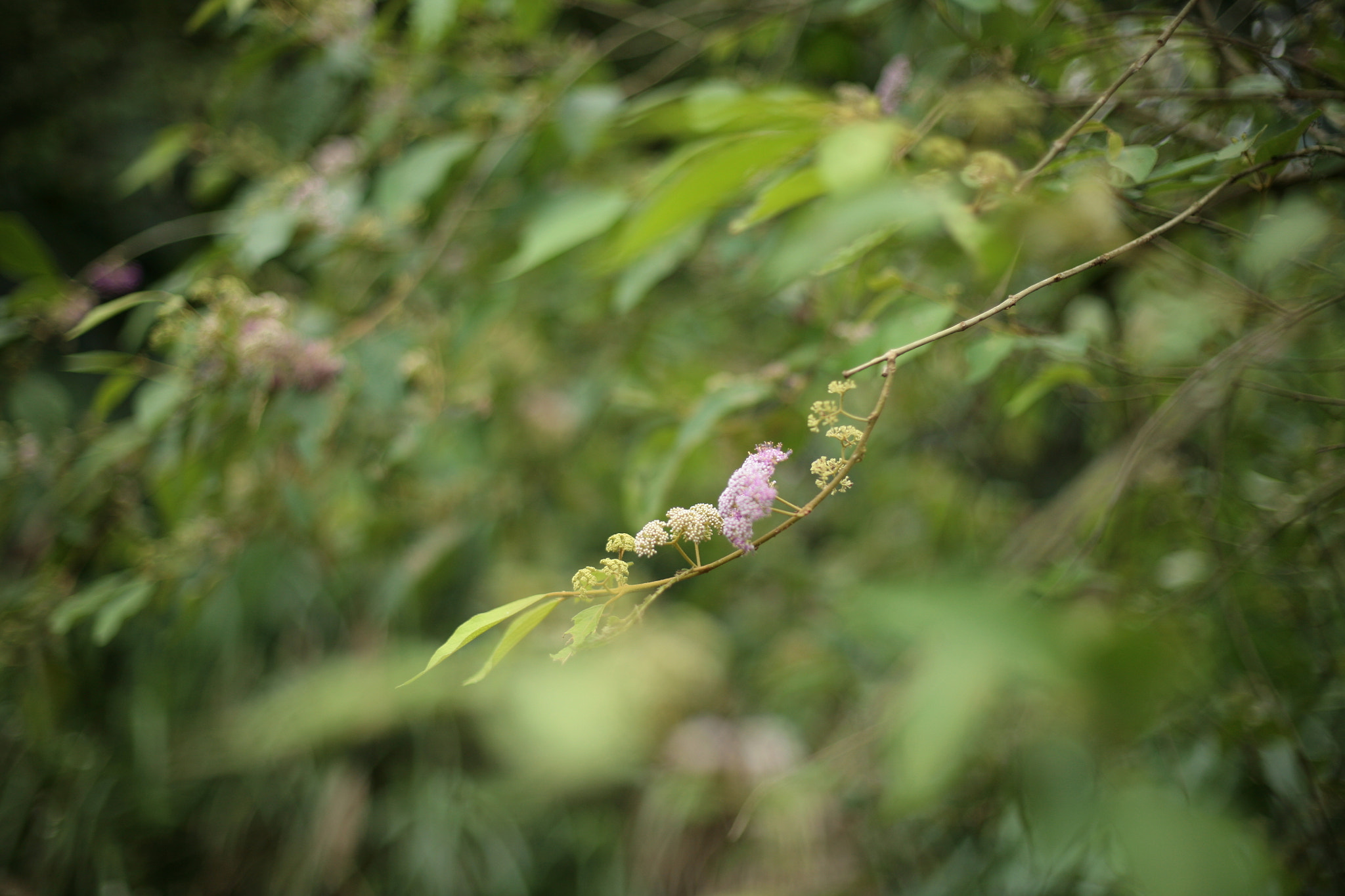 Canon EOS 5D + Canon EF 50mm F1.4 USM sample photo. Img photography