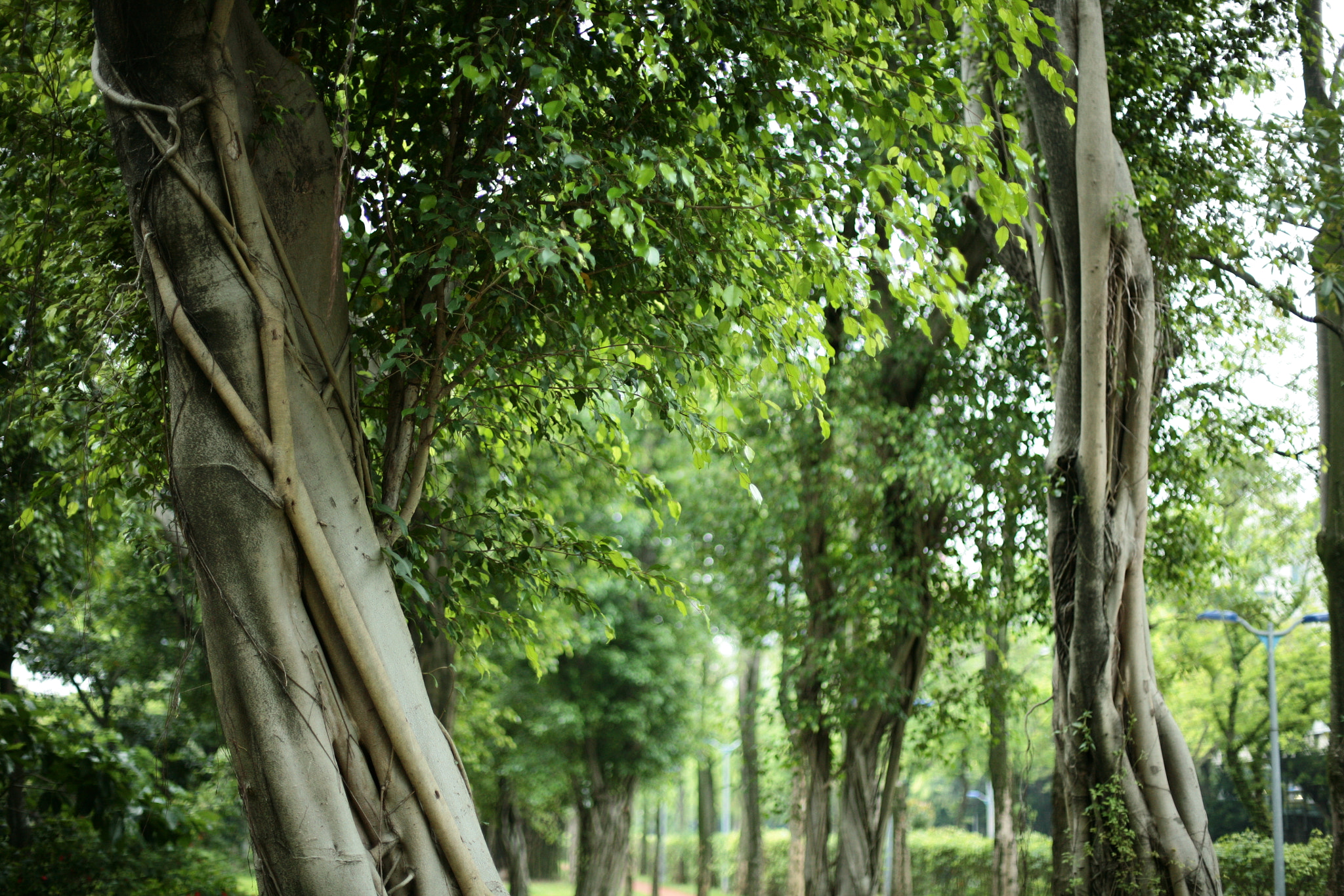 Canon EOS 5D + Canon EF 50mm F1.4 USM sample photo. Img photography