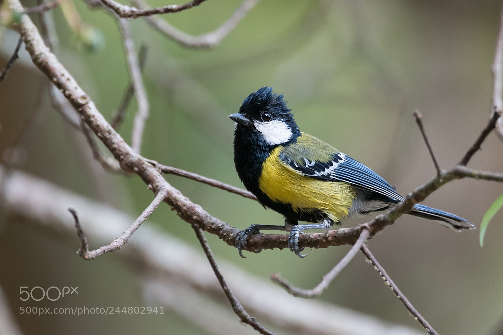 Nikon D500 sample photo. Green backed tit parus photography