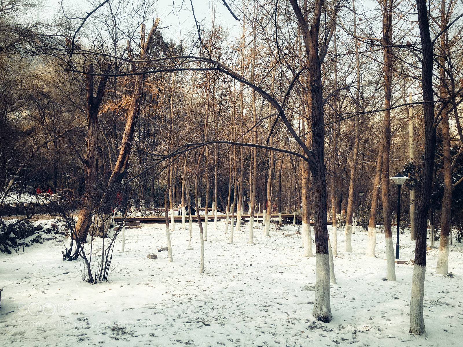 Apple iPhone 6s sample photo. 踏雪 photography