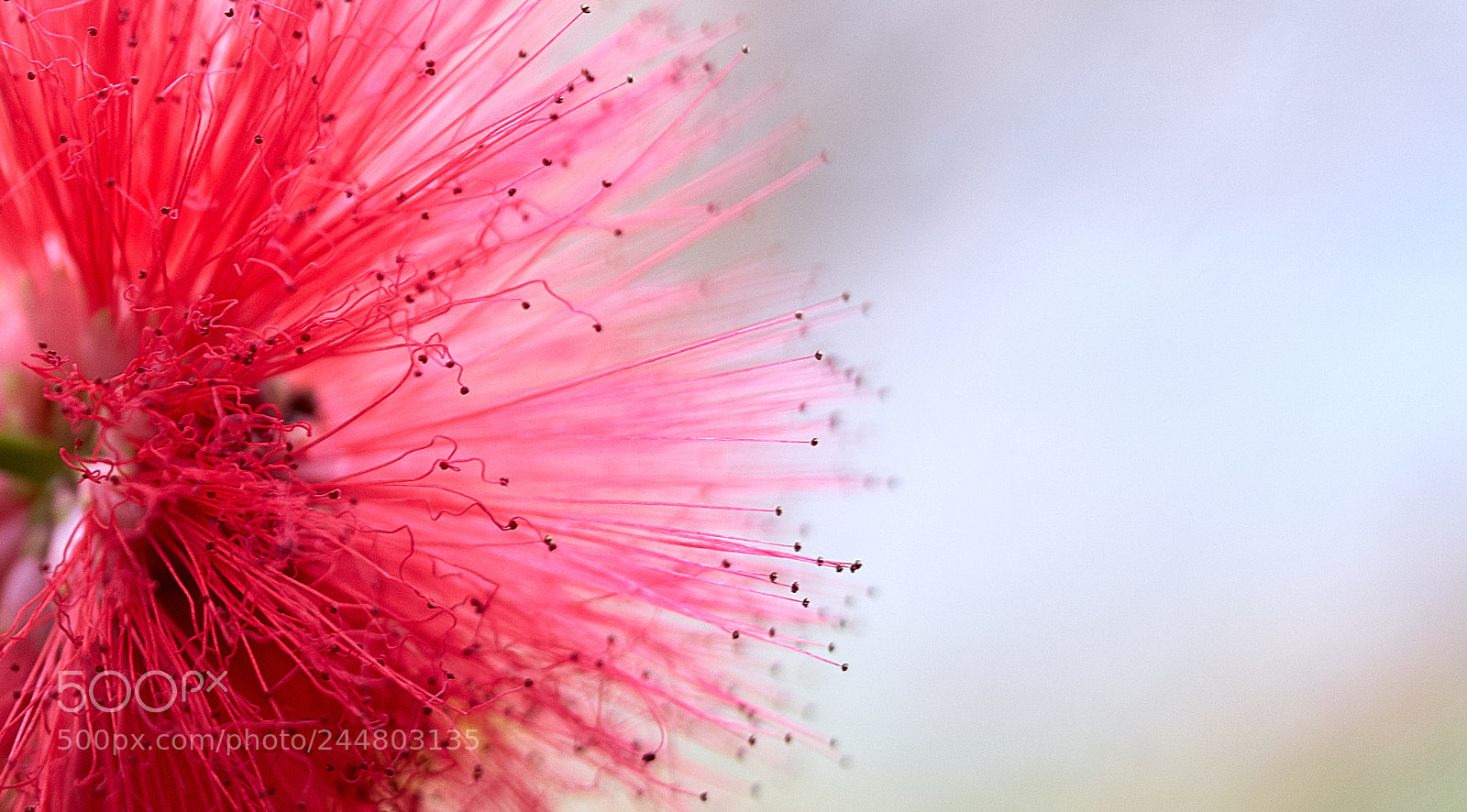 Sony a7 II sample photo. Red flower photography