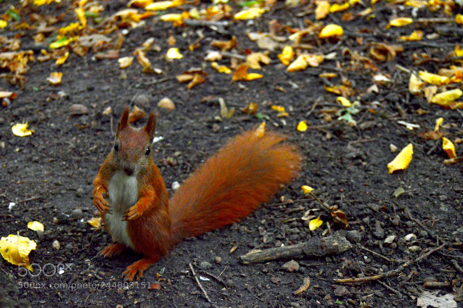 Nikon D3200 sample photo. Squirrel photography