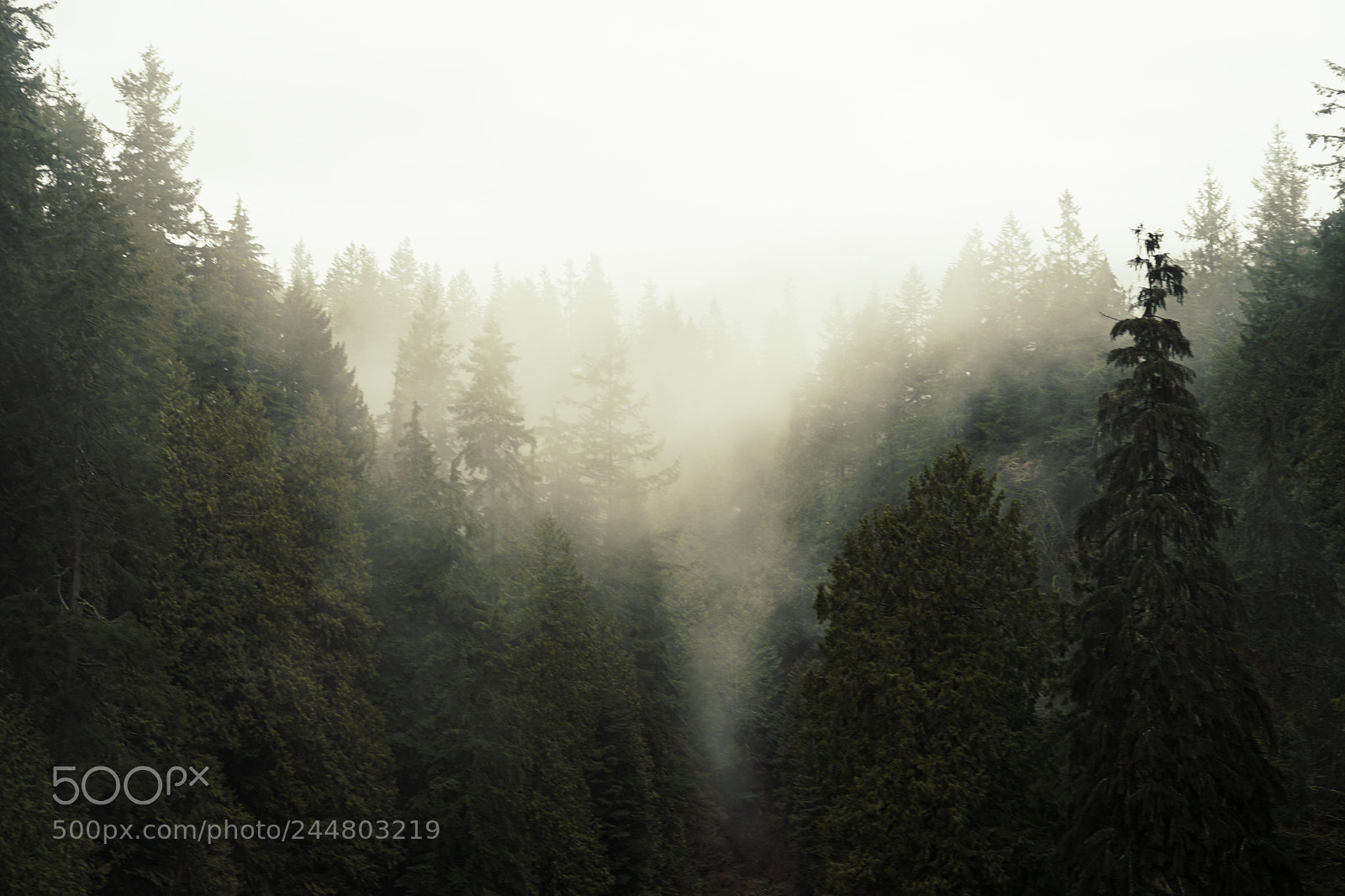 Sony a7 II sample photo. Vancouver photography