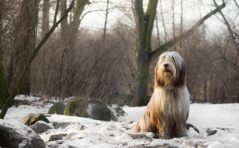 Canon EOS 1200D (EOS Rebel T5 / EOS Kiss X70 / EOS Hi) sample photo. Beardie photography