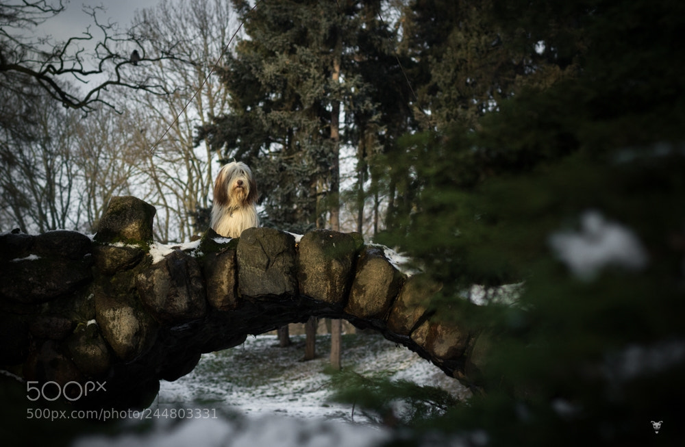 Canon EOS 1200D (EOS Rebel T5 / EOS Kiss X70 / EOS Hi) sample photo. Fairytale photography