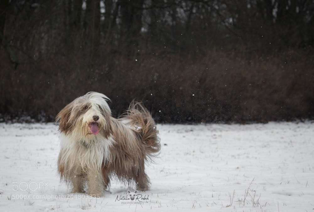 Canon EOS 1200D (EOS Rebel T5 / EOS Kiss X70 / EOS Hi) sample photo. Snow queen photography