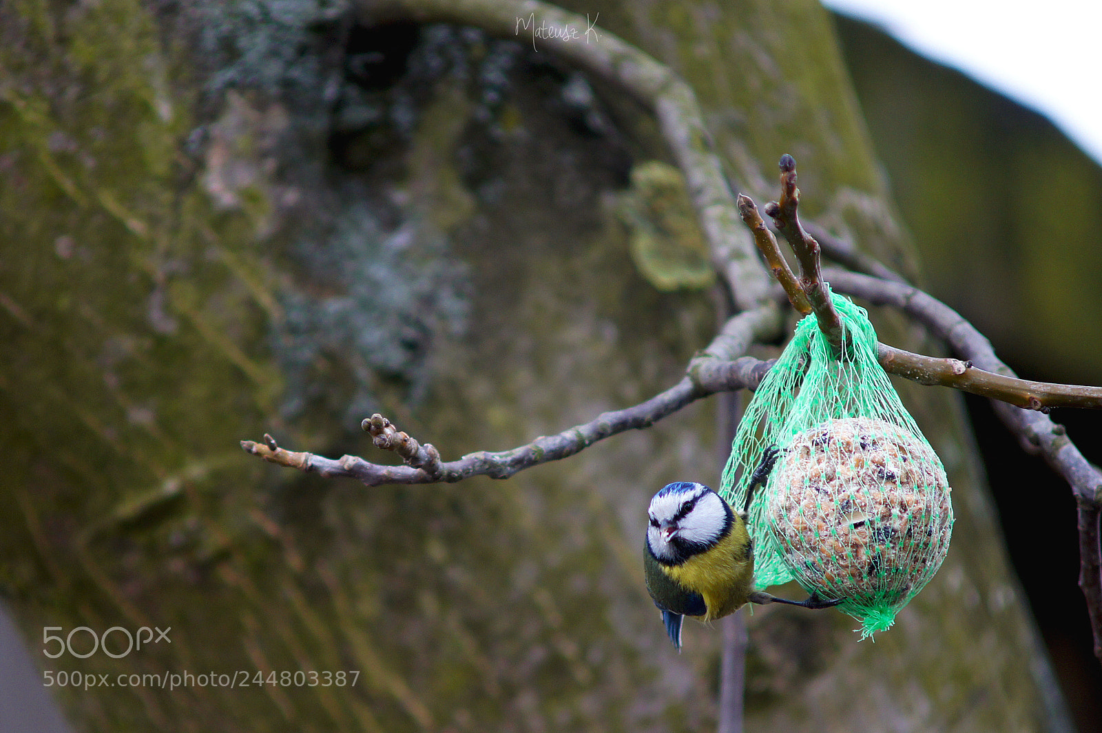 Sony Alpha DSLR-A550 sample photo. Paridae 2018 photography