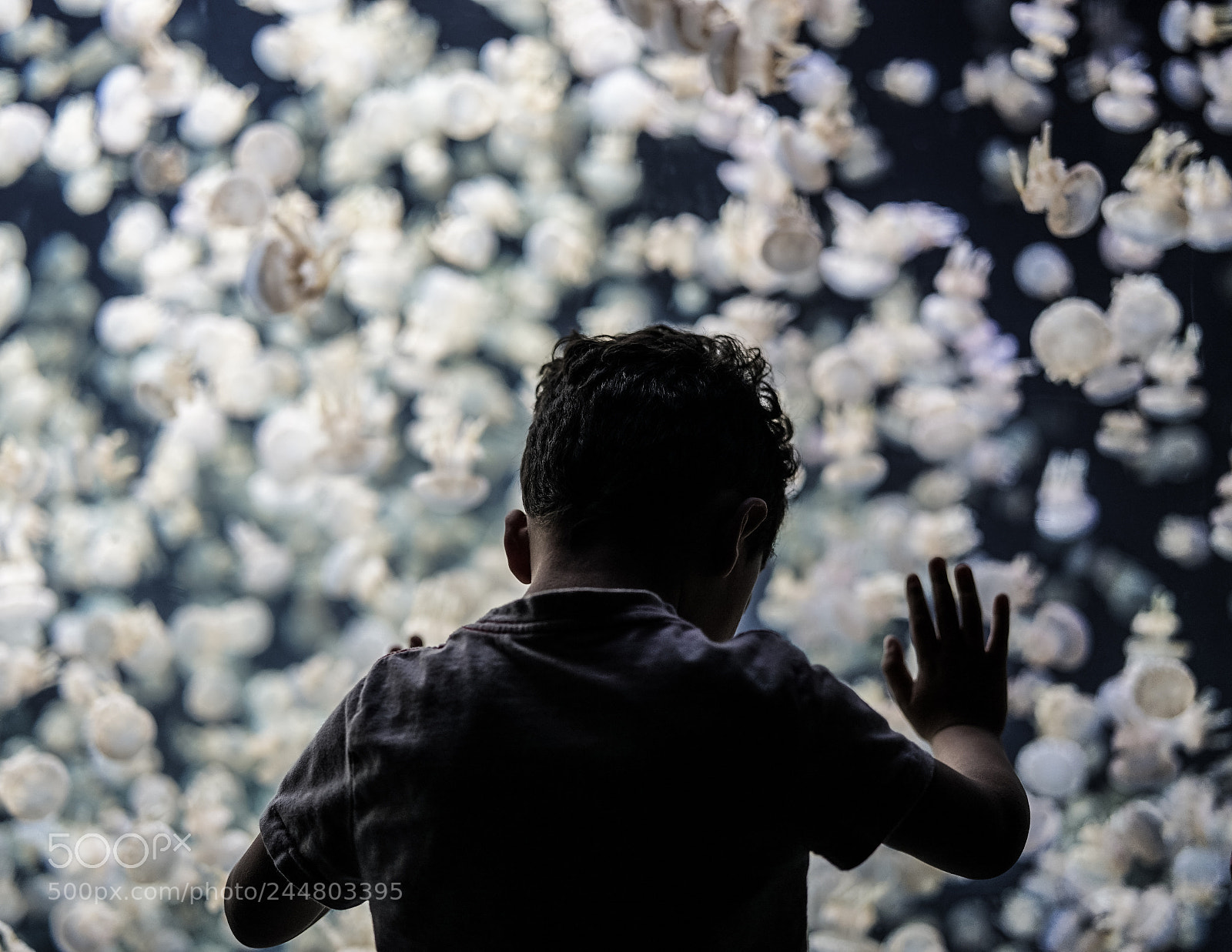 Sony a7 II sample photo. Vancouver photography
