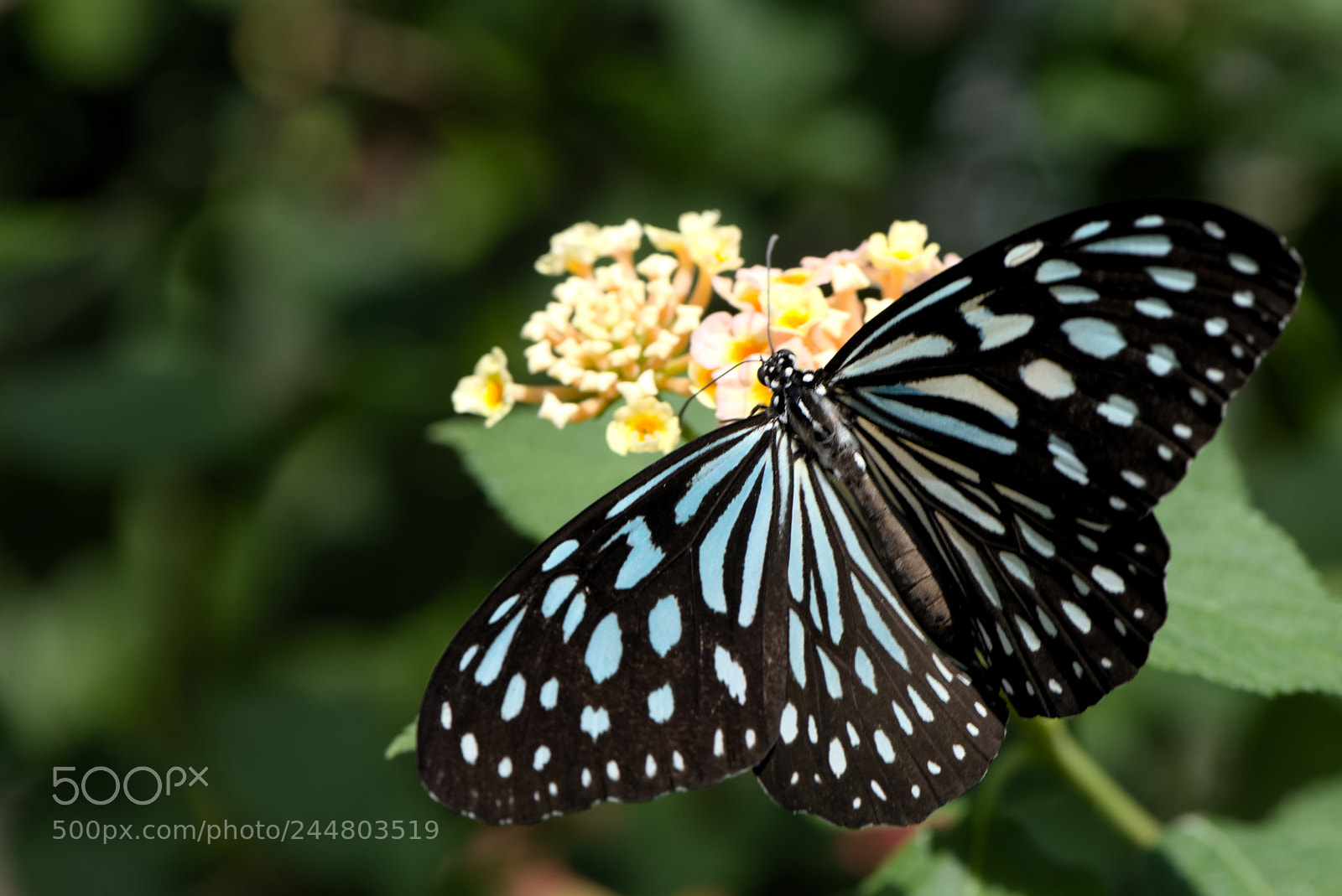 Nikon D810 sample photo. Butterfly show his fashion... photography