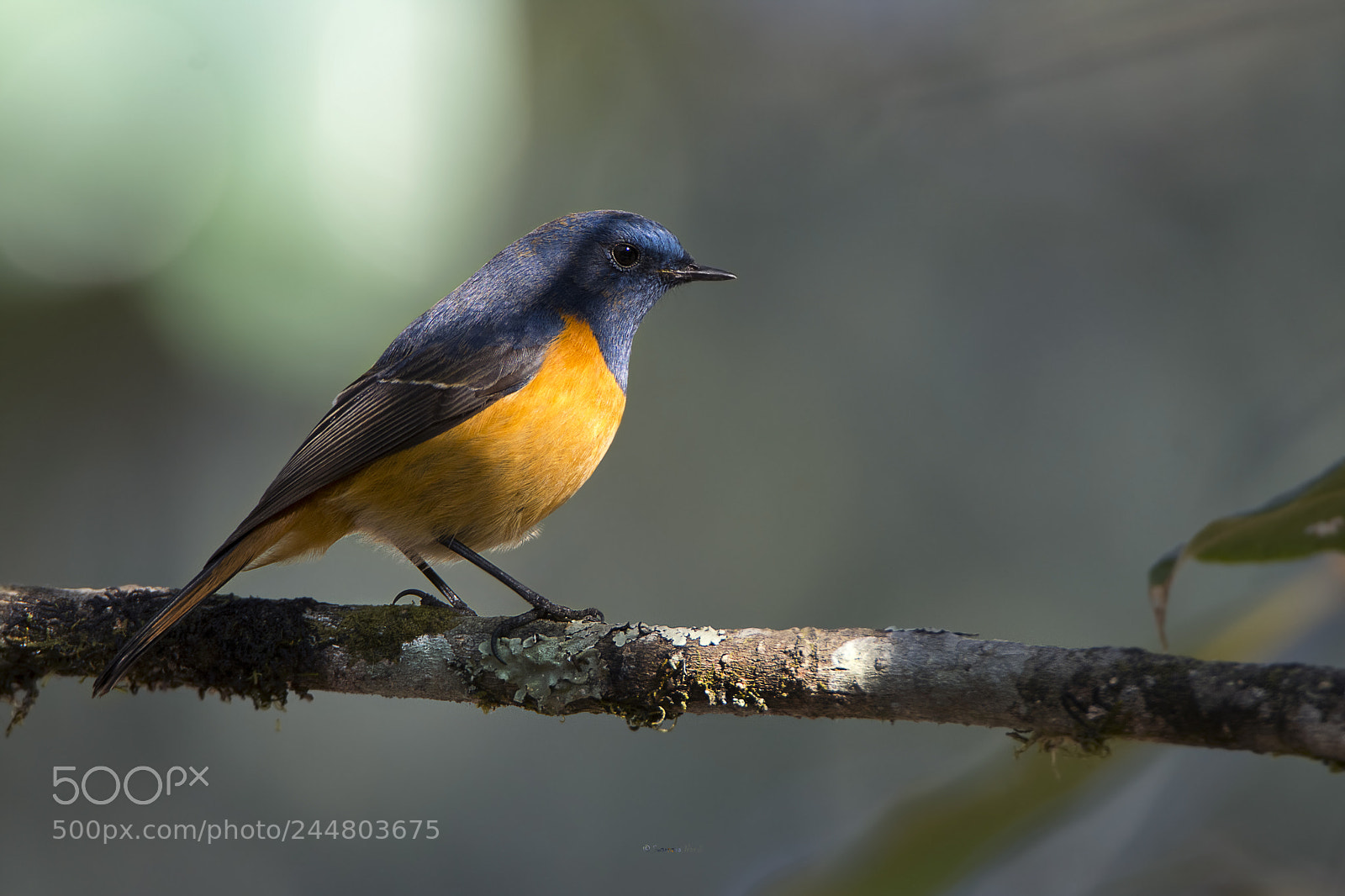 Nikon D7200 sample photo. Blue-fronted redstart photography