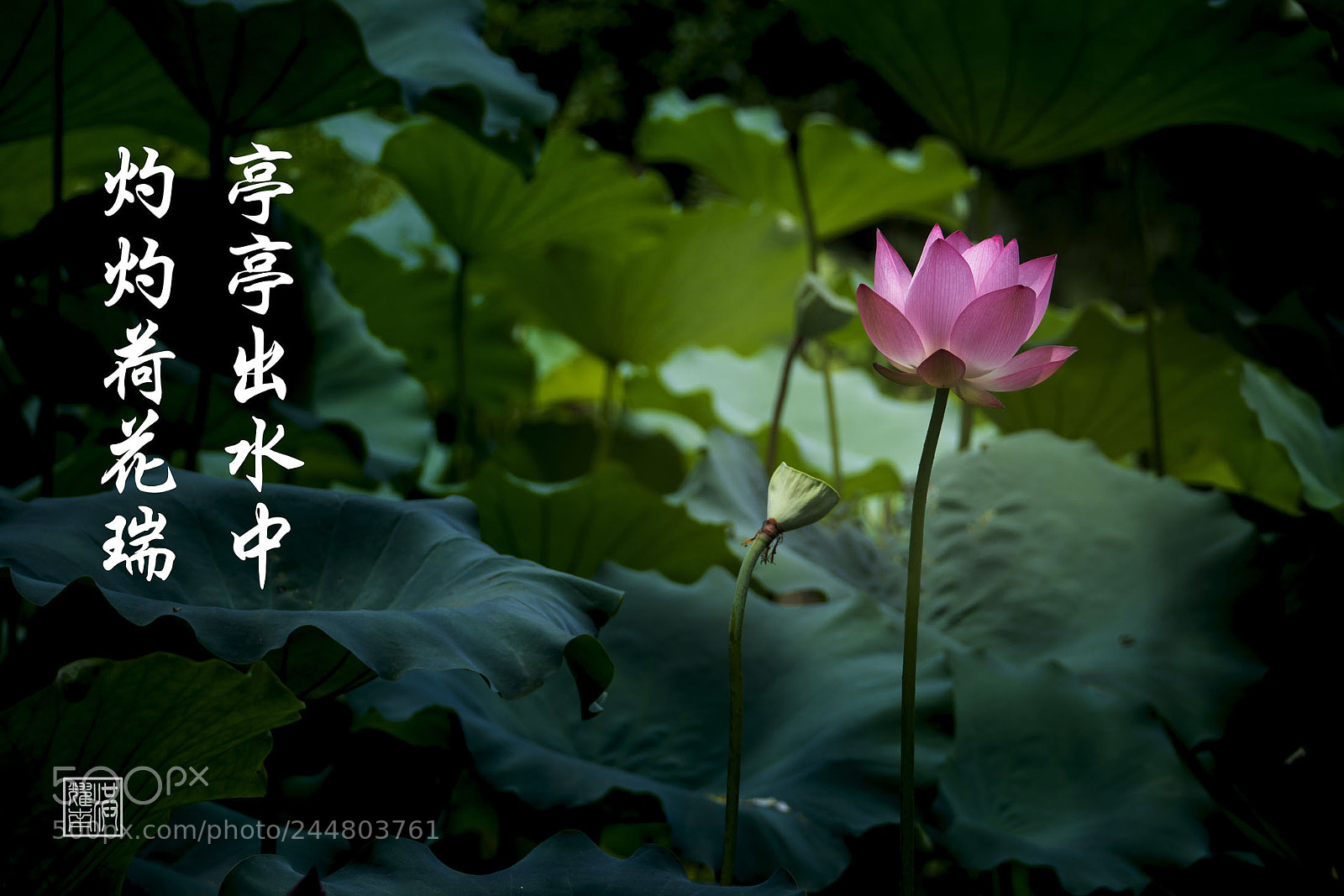 Panasonic Lumix DMC-G85 (Lumix DMC-G80) sample photo. P photography