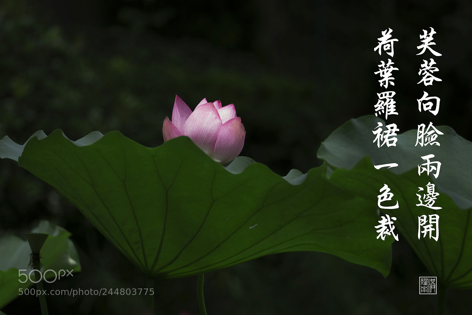Panasonic Lumix DMC-G85 (Lumix DMC-G80) sample photo. P photography
