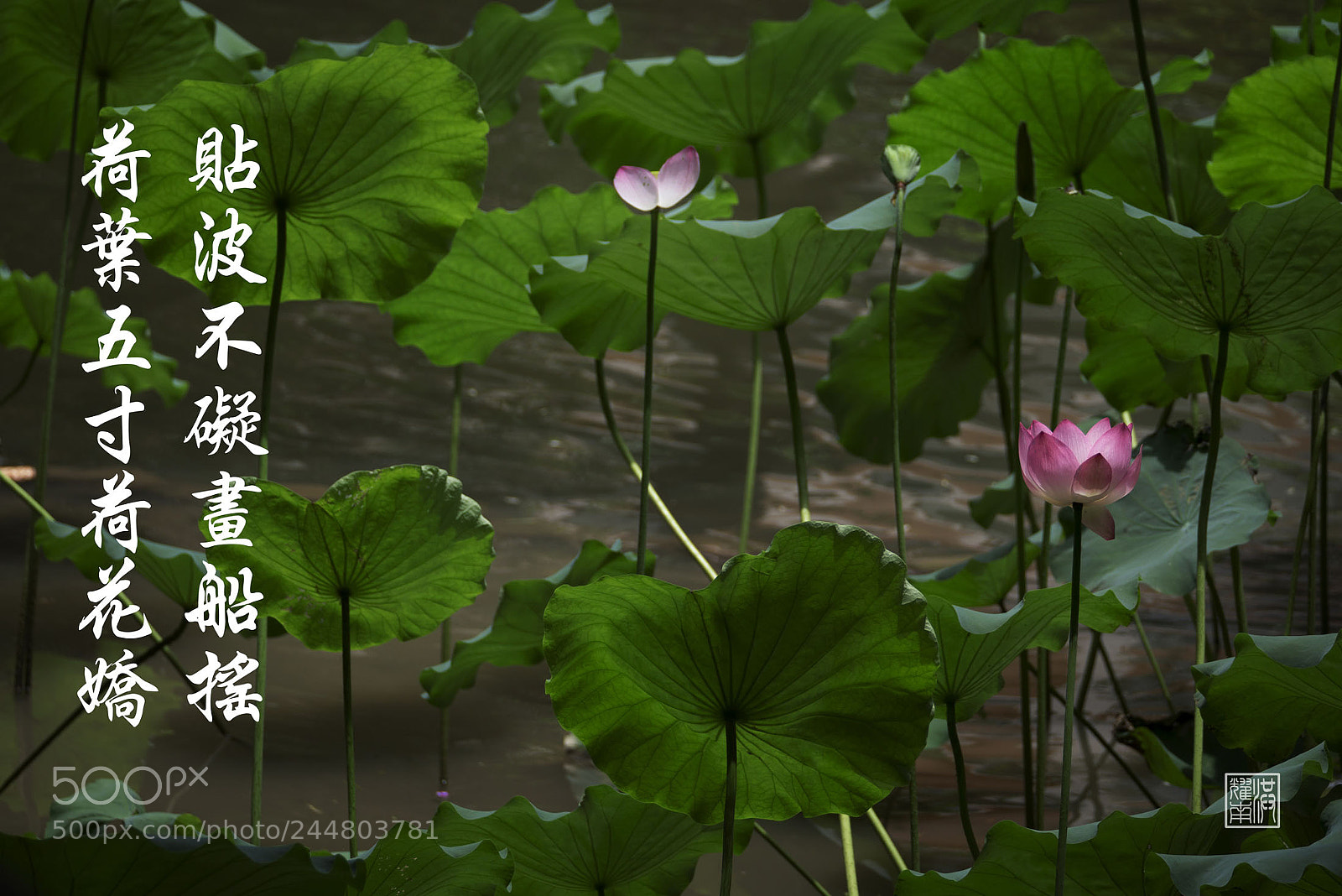 Panasonic Lumix DMC-G85 (Lumix DMC-G80) sample photo. P photography
