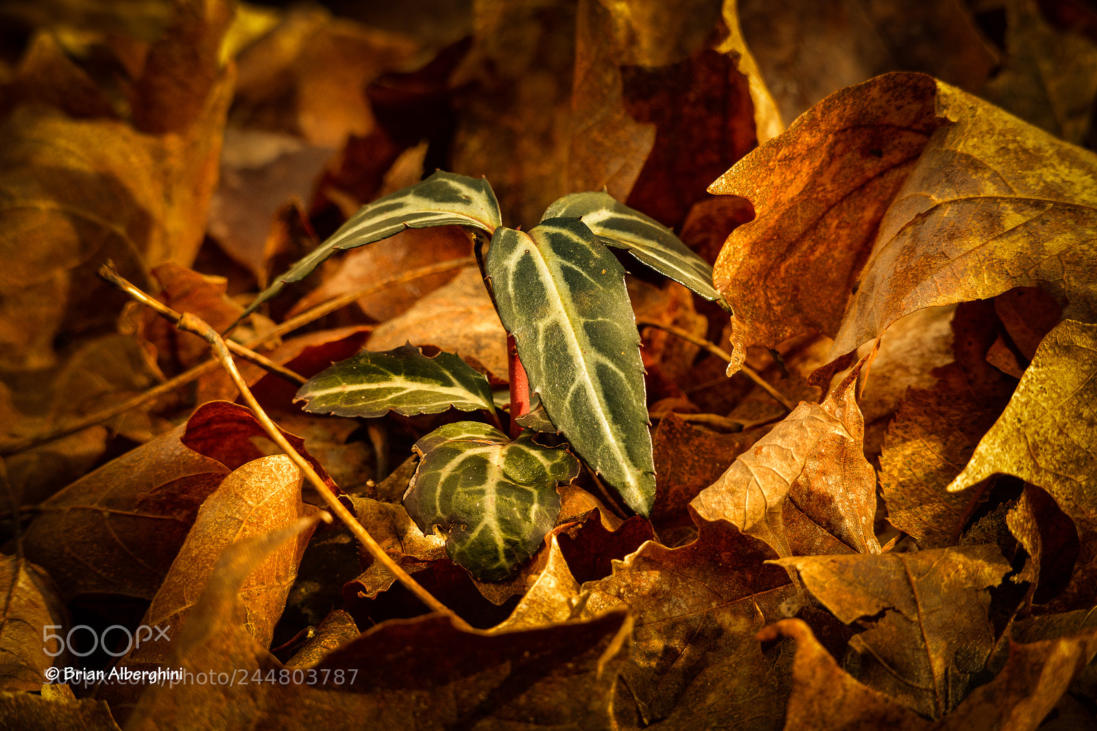 Nikon D7100 sample photo. Forest floor photography