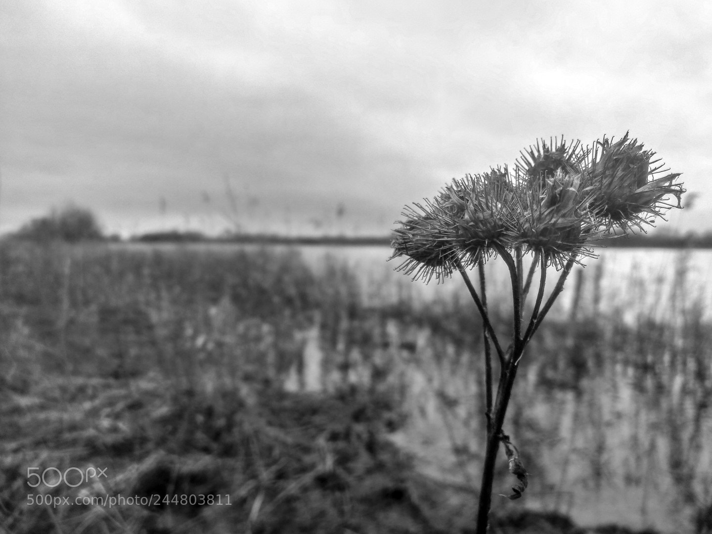 HUAWEI Honor 9 sample photo. Burdock photography