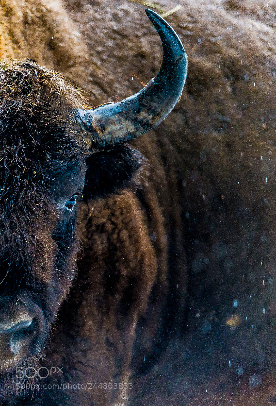 Nikon D4S sample photo. Bison photography