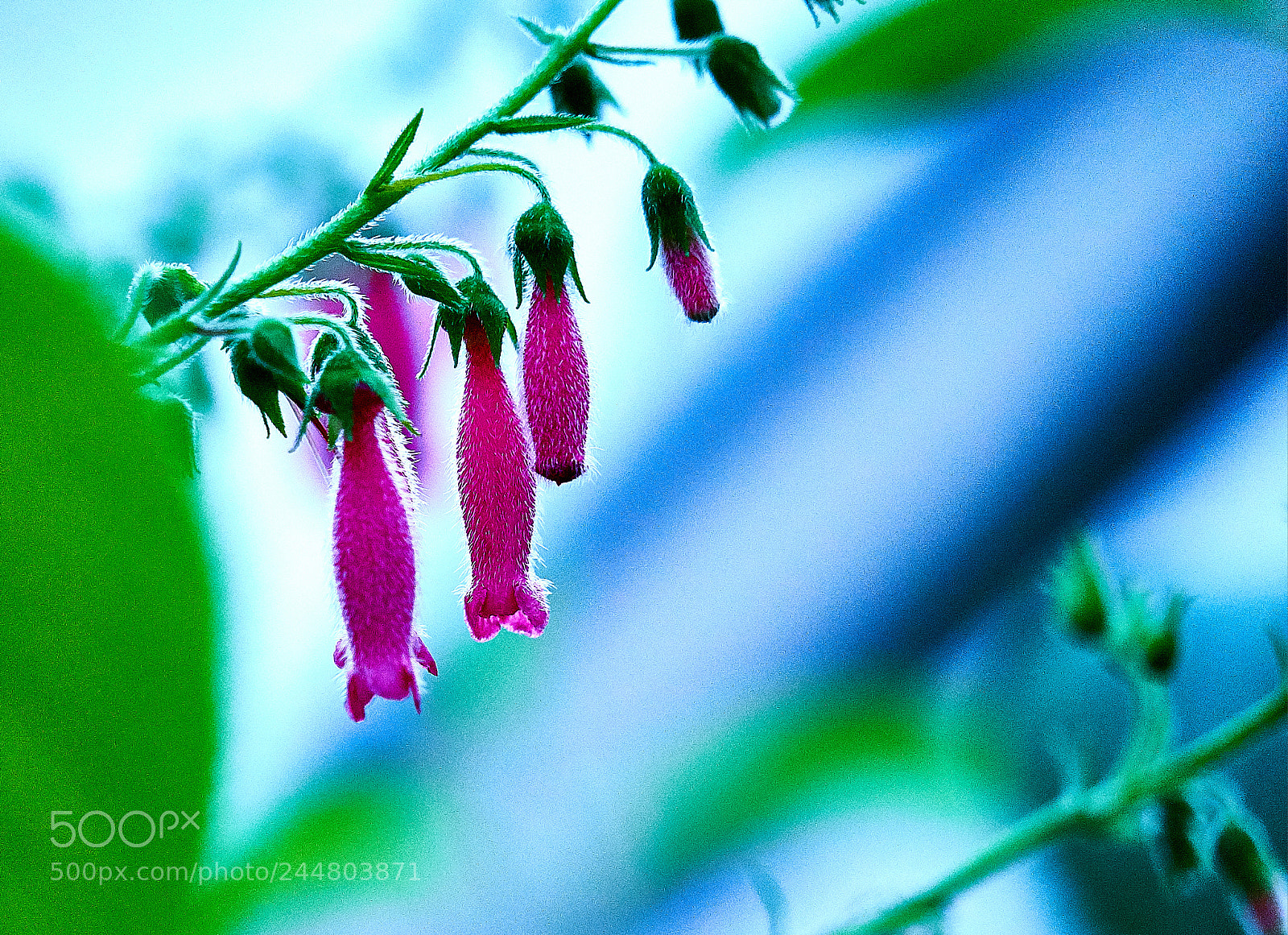 Sony a7 II sample photo. Cold flower photography