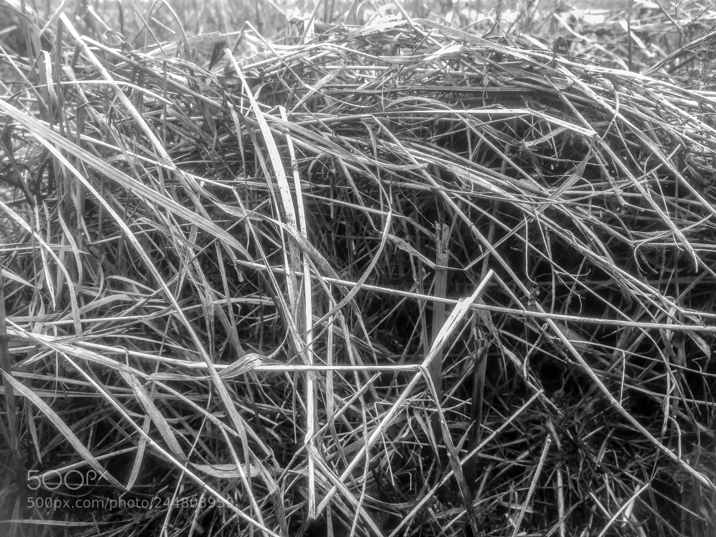 HUAWEI Honor 9 sample photo. Grass photography