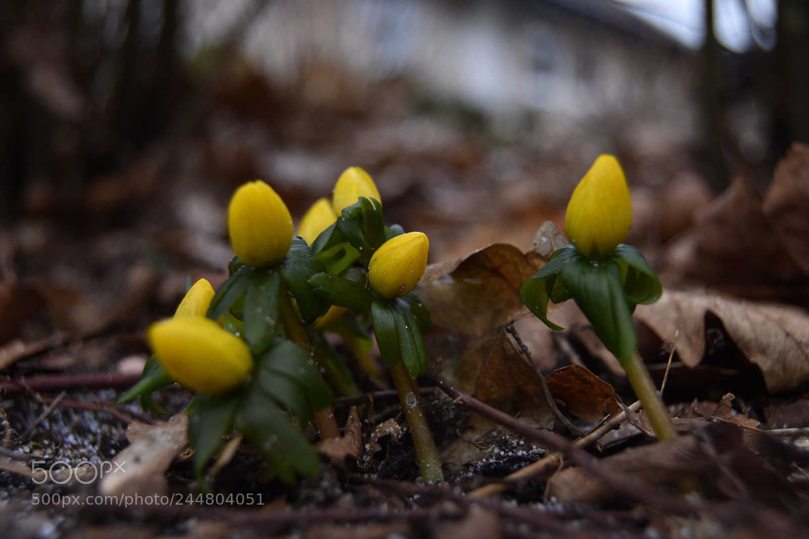 Nikon D3400 sample photo. Early signs of spring photography