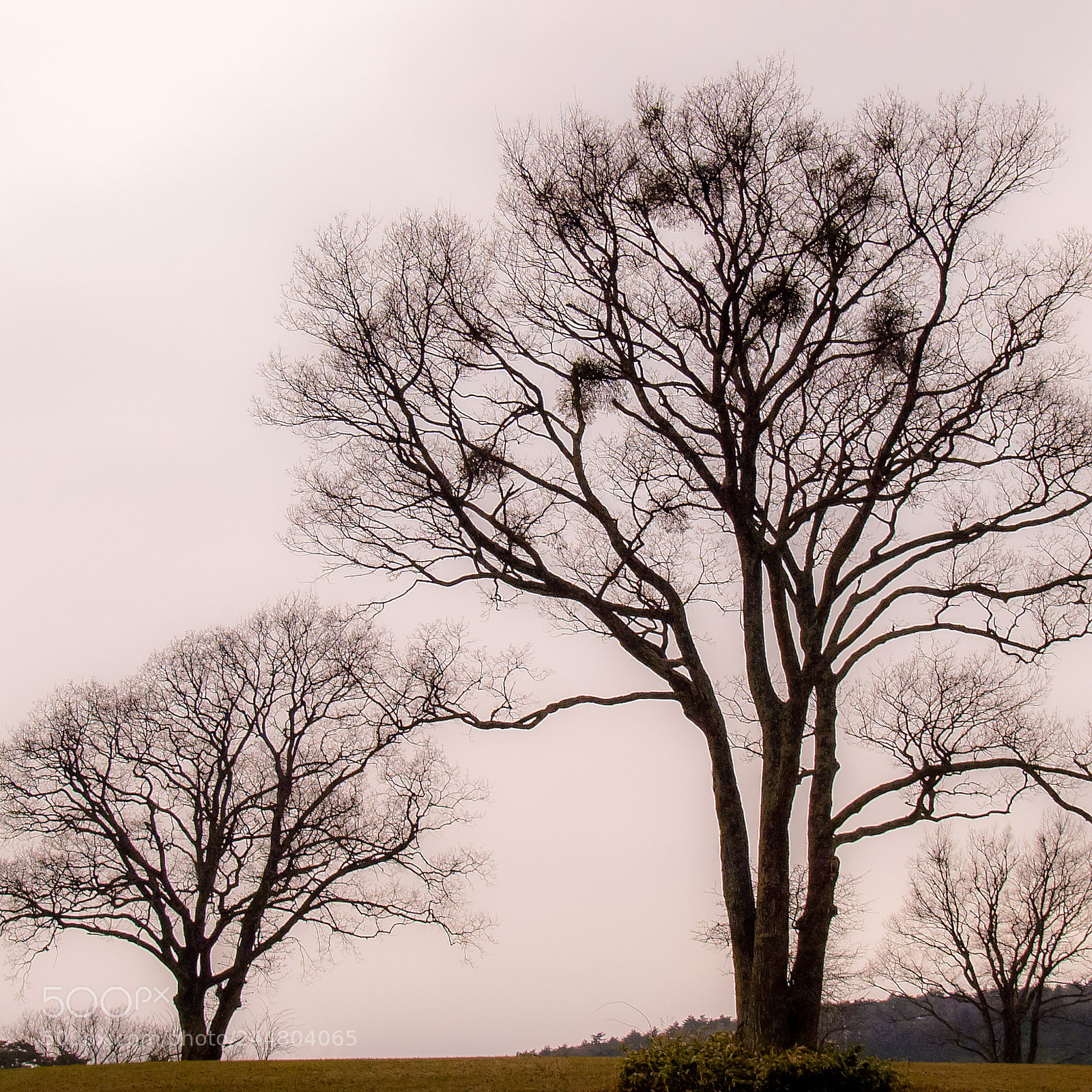 Olympus E-300 (EVOLT E-300) sample photo. Trees of rangeland photography