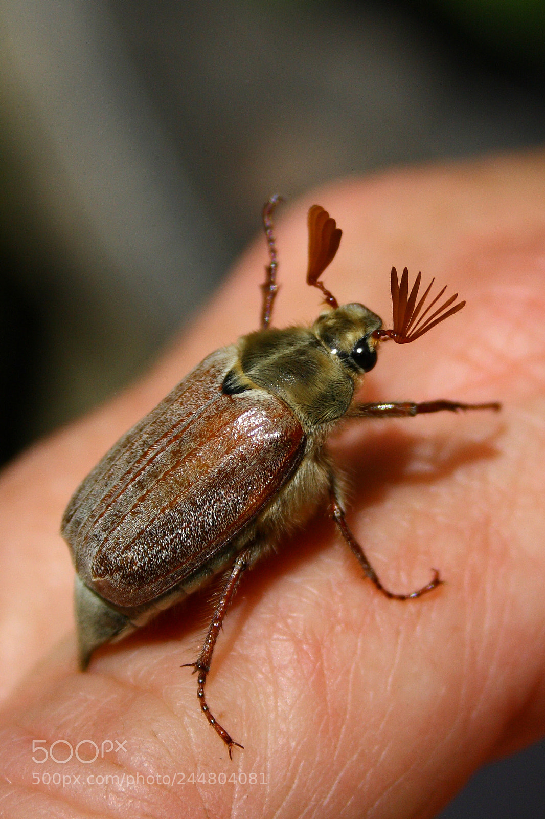 Canon EOS 1000D (EOS Digital Rebel XS / EOS Kiss F) sample photo. Blind-beetle photography