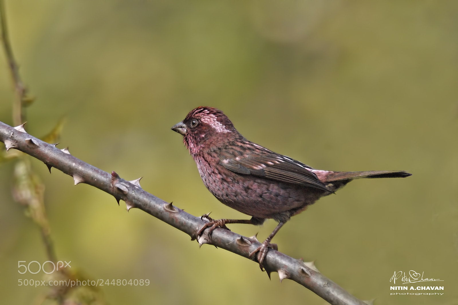 Nikon D810 sample photo. Spot winged rosefinch(m) photography