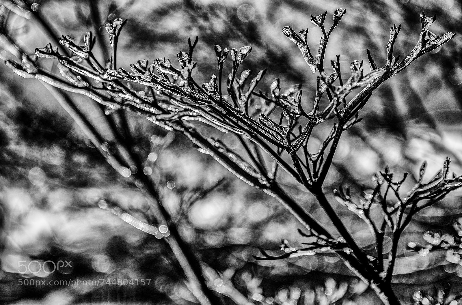 Nikon D610 sample photo. Ice storm photography