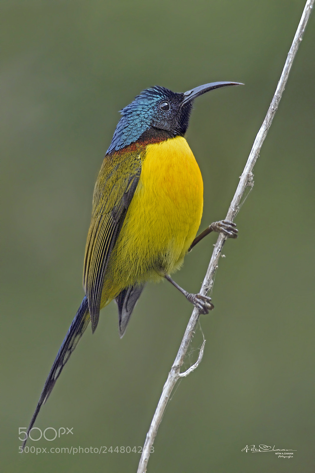 Nikon D810 sample photo. Green tailed sunbird (m) photography