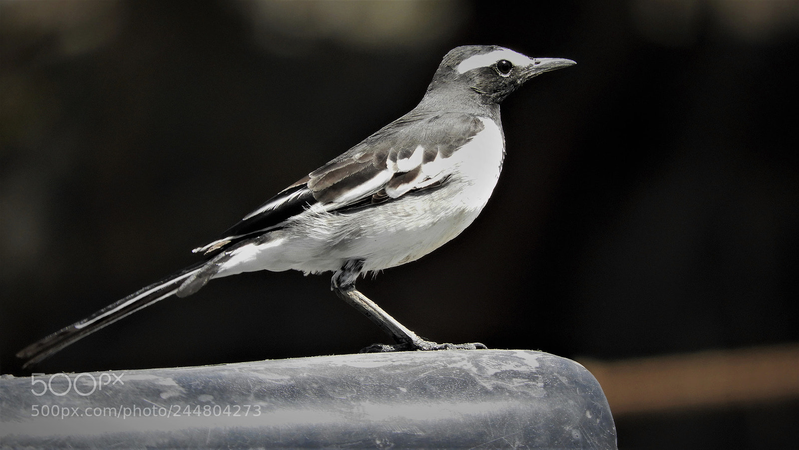 Nikon Coolpix B700 sample photo. White-browed wagtail photography