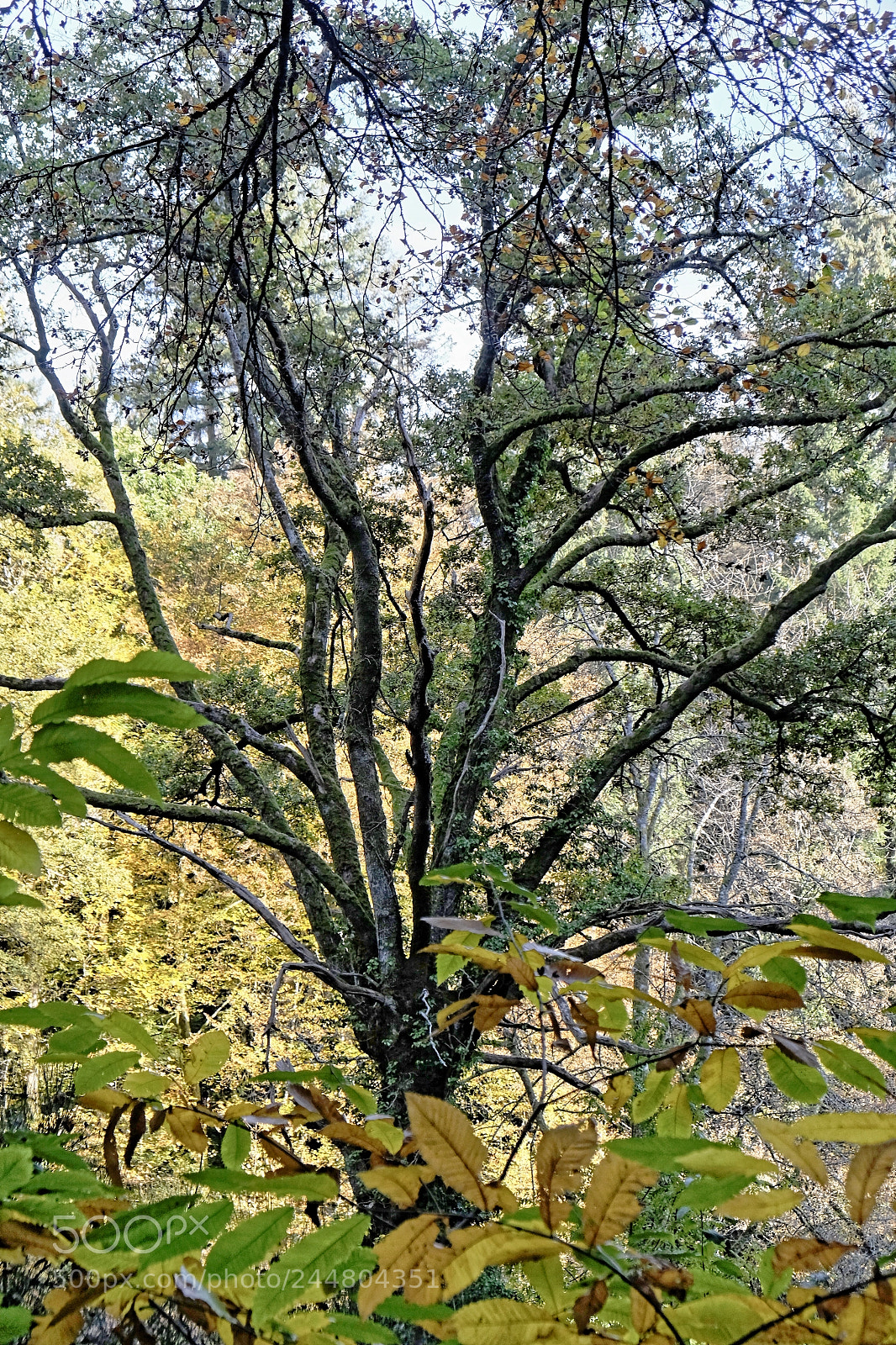 Fujifilm X-E2 sample photo. Arboretum en automne photography