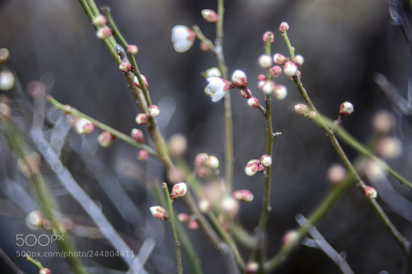 Nikon D7100 sample photo. Ume photography