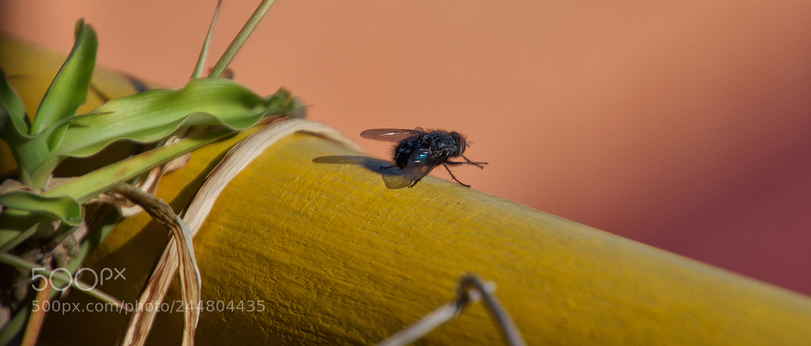 Nikon D7200 sample photo. Mosca de invierno photography