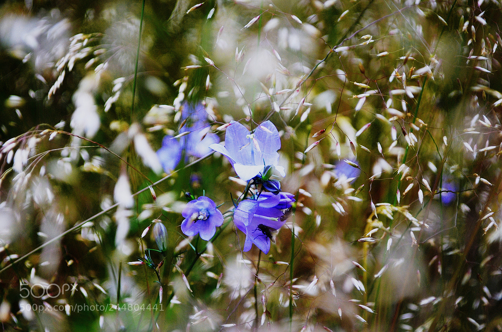 Nikon D5100 sample photo. A deeper look photography