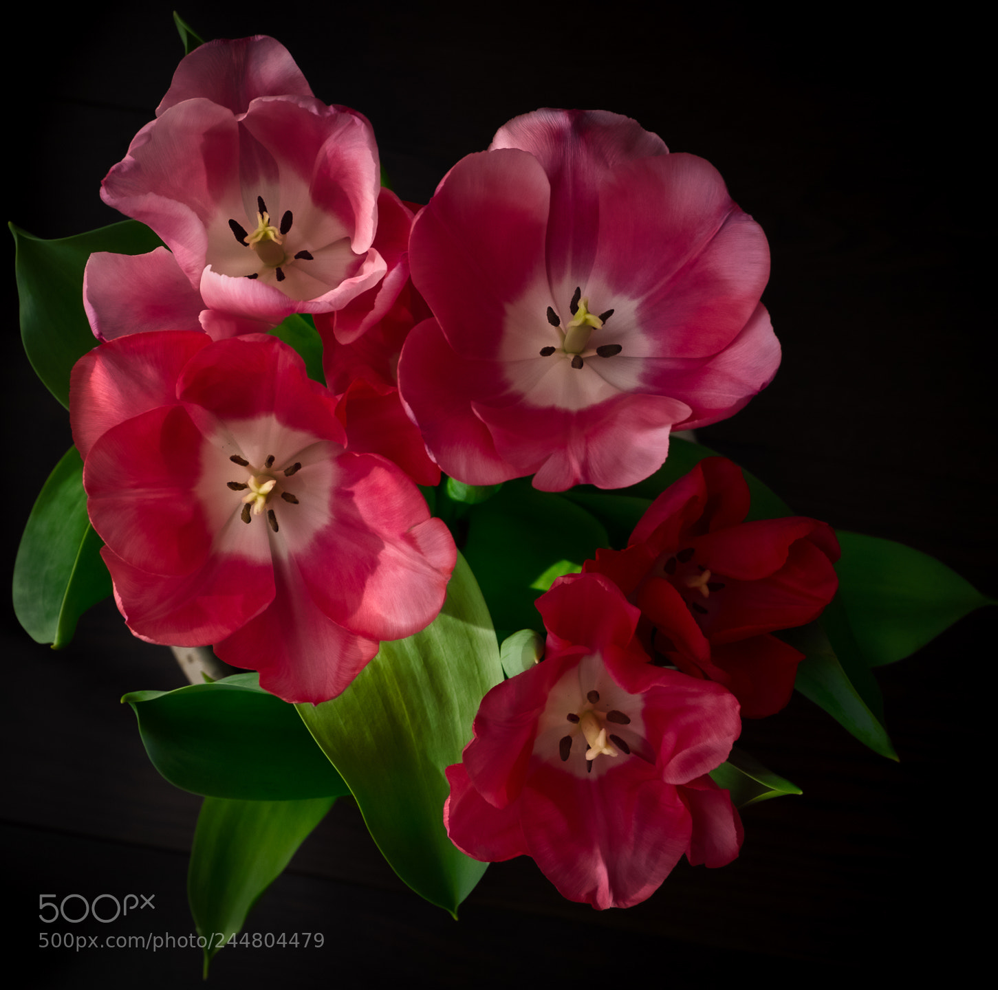 Fujifilm X-T2 sample photo. Winter tulips one last photography