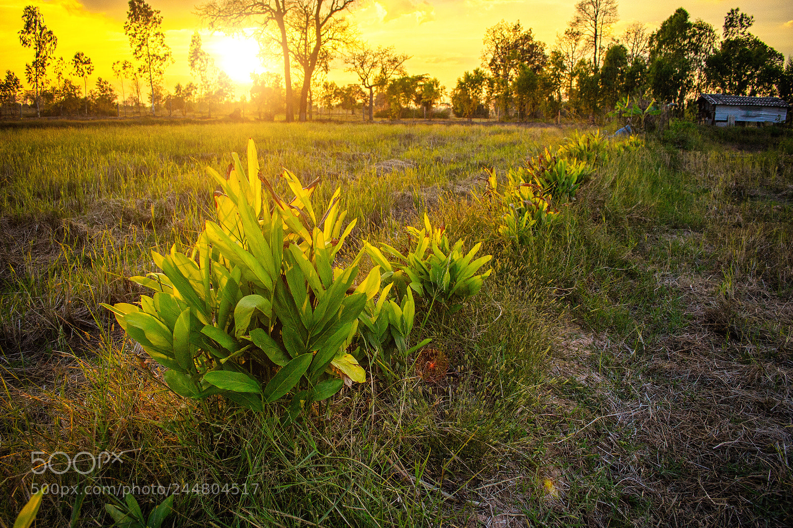 Nikon D3100 sample photo. Rural sunset #2 photography