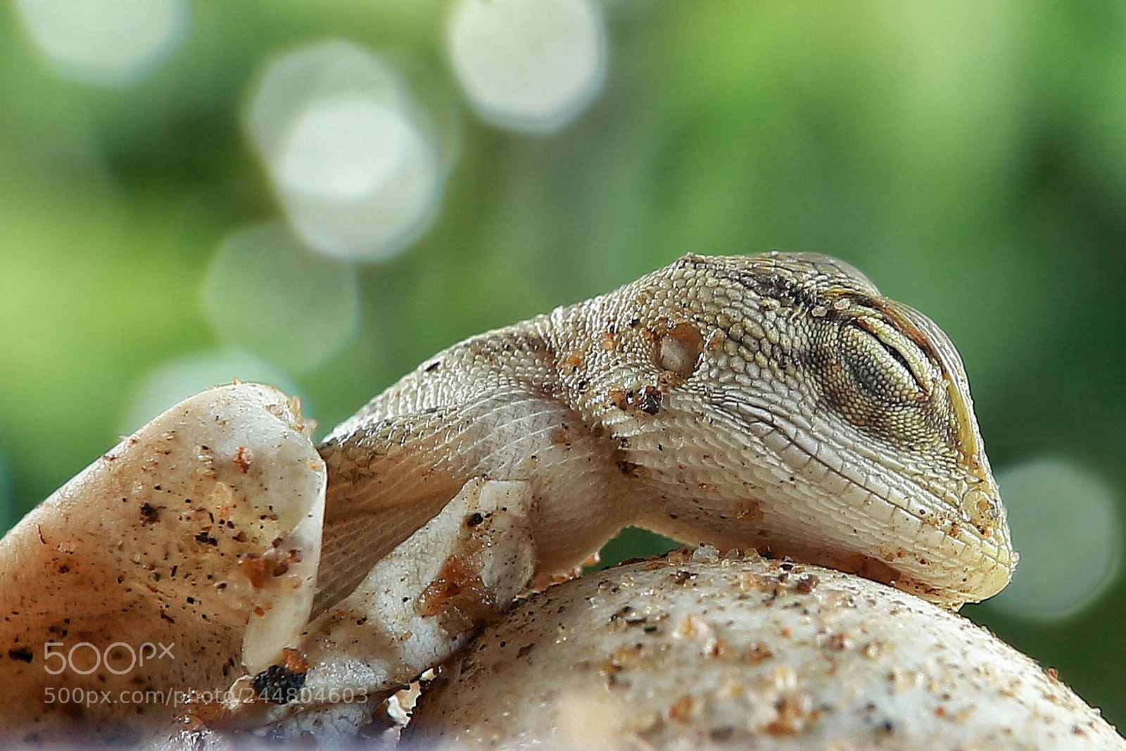 Canon EOS M10 sample photo. Baby lizard photography