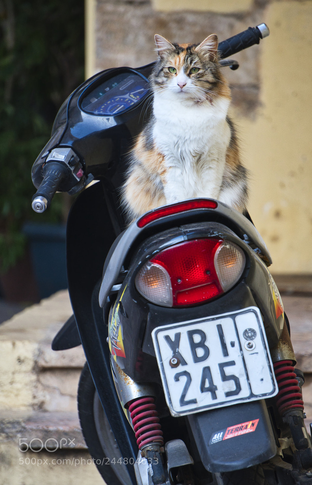 Sony a6500 sample photo. Motor cat photography