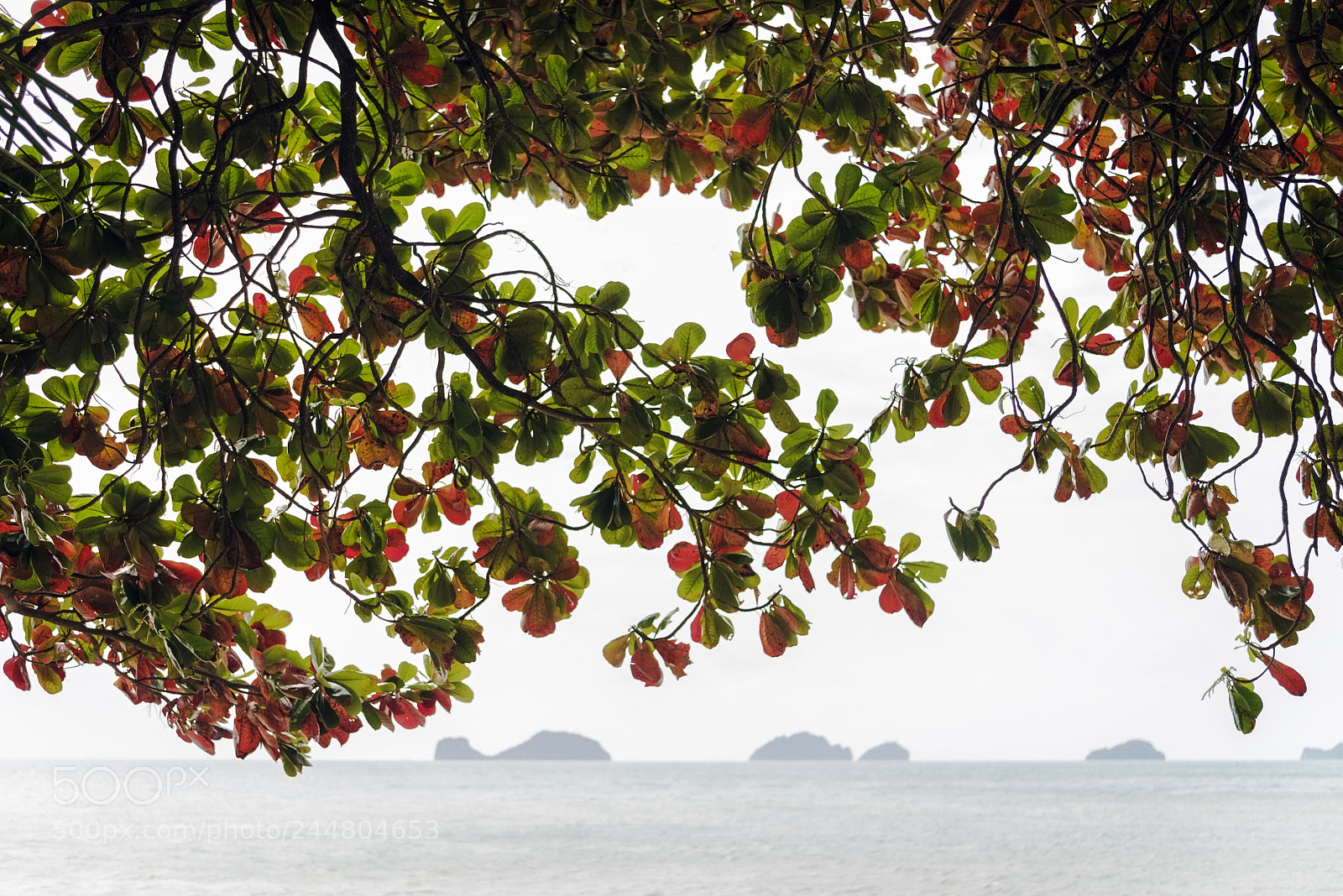 Nikon D810 sample photo. Thailand. passe-partout photography