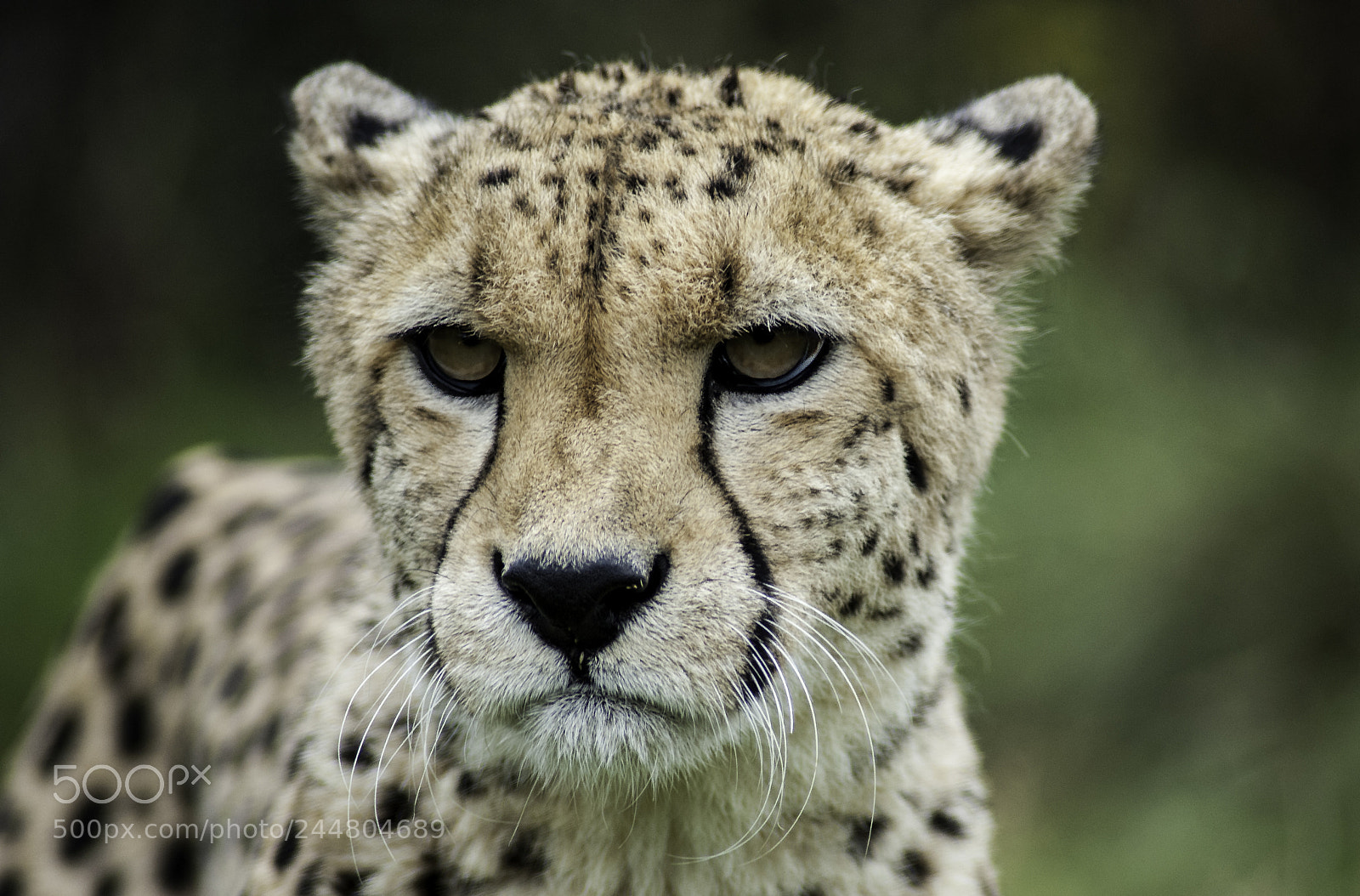 Nikon D700 sample photo. Cheetah series photography