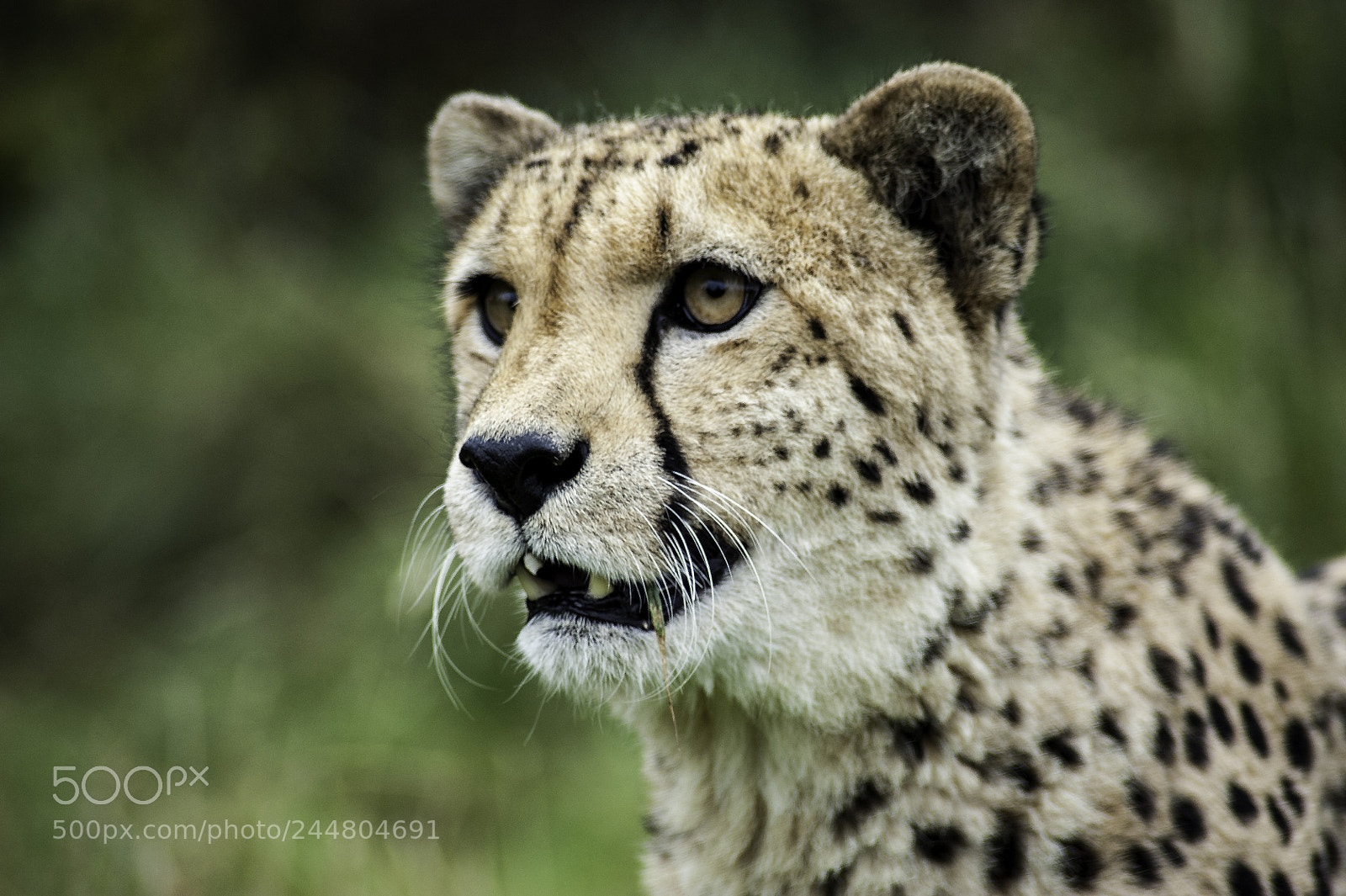 Nikon D700 sample photo. Cheetah series photography