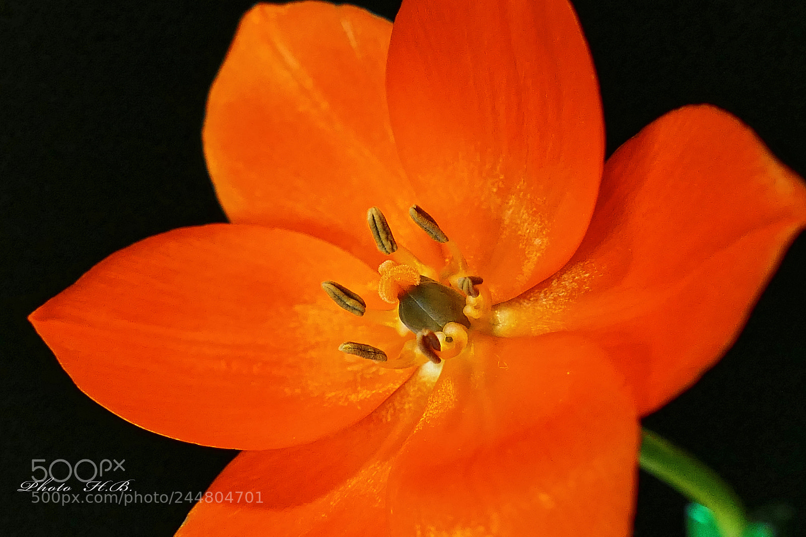 Panasonic Lumix DMC-FZ1000 sample photo. Stern von bethlehem photography
