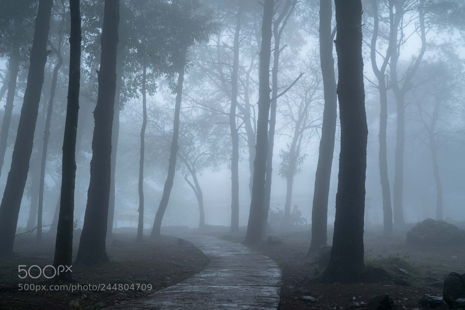 Sony a7R II sample photo. Fog forest photography