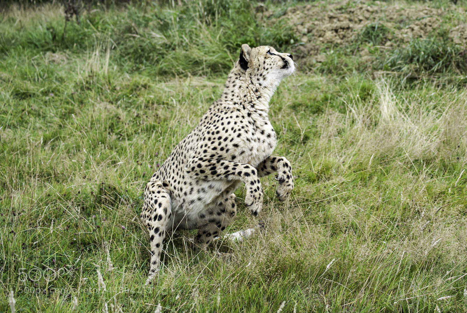 Nikon D700 sample photo. Cheetah series photography