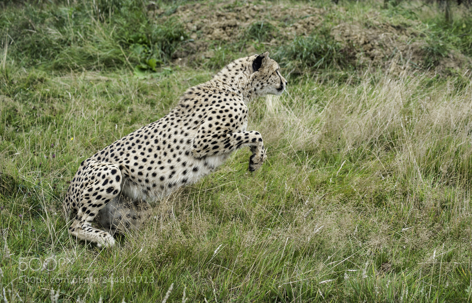 Nikon D700 sample photo. Cheetah series photography