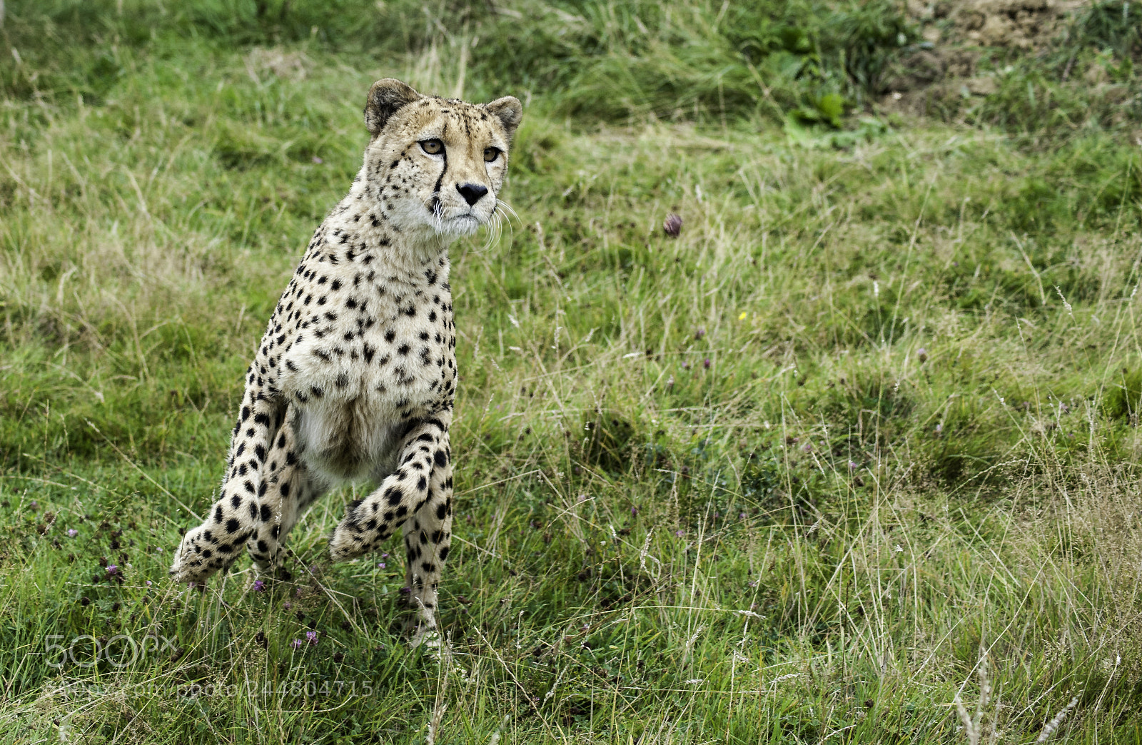 Nikon D700 sample photo. Cheetah series photography