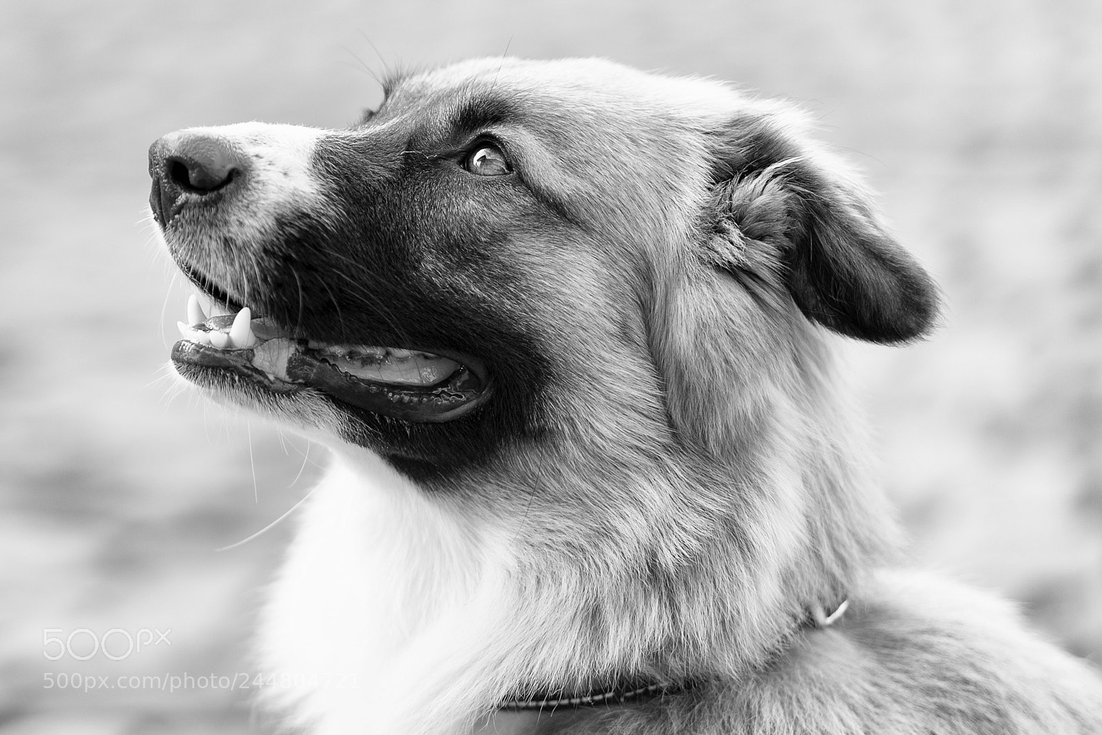 Sony a7 sample photo. Bandit photography