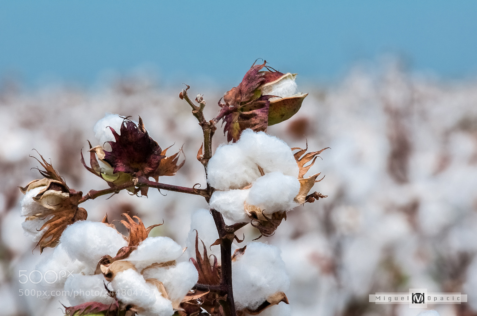 Nikon D300S sample photo. Cotton photography